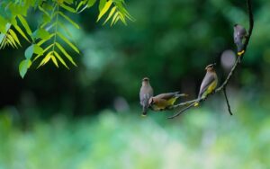 Beginner Tips for Backyard Birdwatching: A Simple Guide to Enjoy Nature